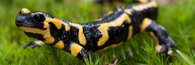 Feuersalamander