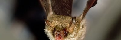 Fledermaus