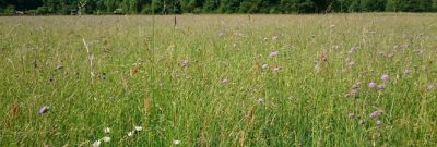 Blumenwiese
