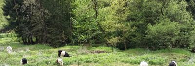 Kühe im Karlstal