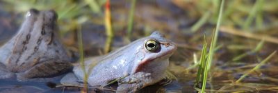 Moorfrosch