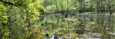 Kallbachsee im Bienwald