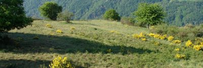 Dörscheider Heide