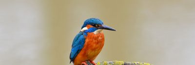 Eisvogel
