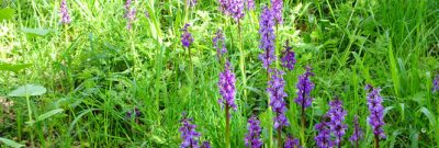 Orchideenwiese in Melsbach