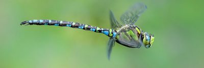 Libelle