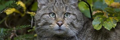 Wildkatze