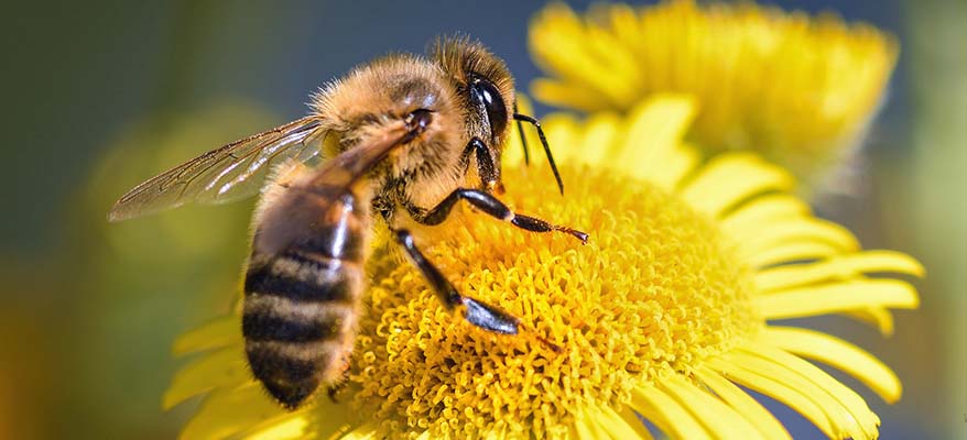 Biene auf Blume