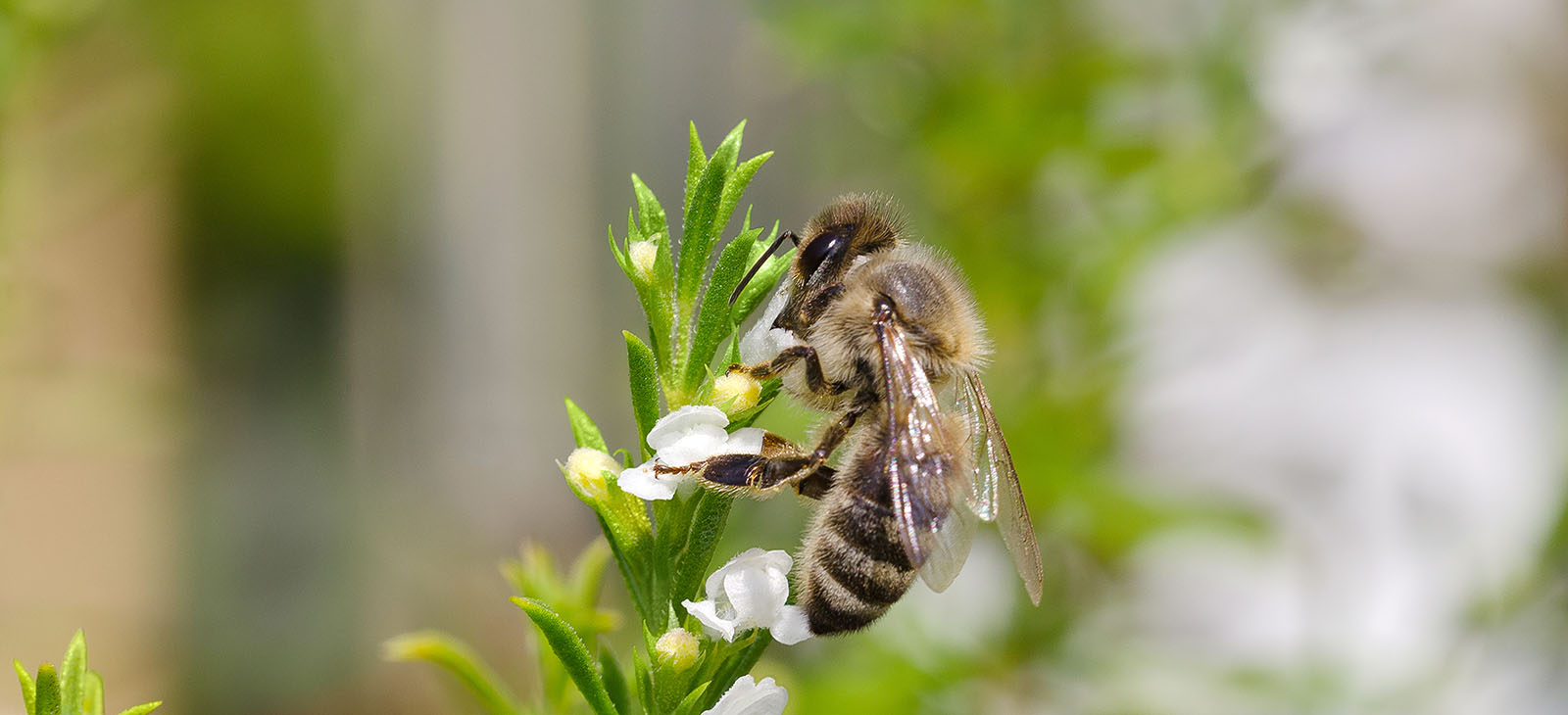 Biene an Blüte