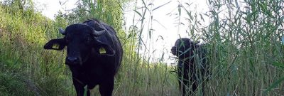 Taurusrinder auf der Schmidtenhöhe