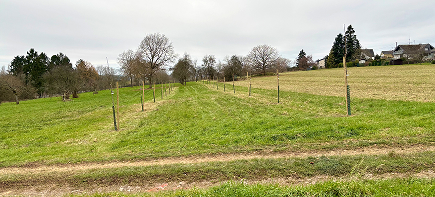 Insel der Artenvielfalt: Auf einer Wiese im „Niederkirchspiel" bei Boppard wurden 456 neue Obstbäume gepflanzt, Foto: Dr. Walter Bersch