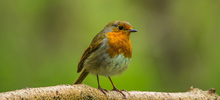 Rotkehlchen, Foto: Pixabay Rotkehlchen, Foto: Pixabay