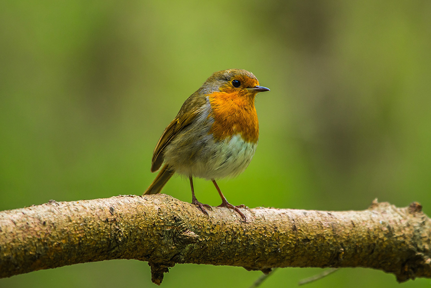 Rotkehlchen, Foto: Pixabay
